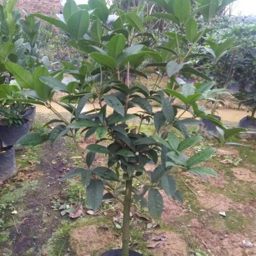 桂花苗需要的老板多多联系