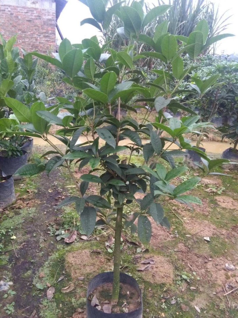 桂花苗需要的老板多多联系