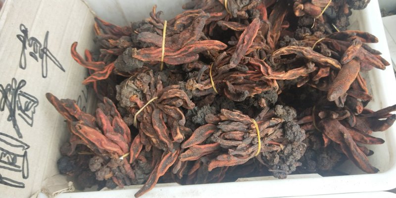 中药材回春草草苁蓉不老草顶天柱无硫支持药检