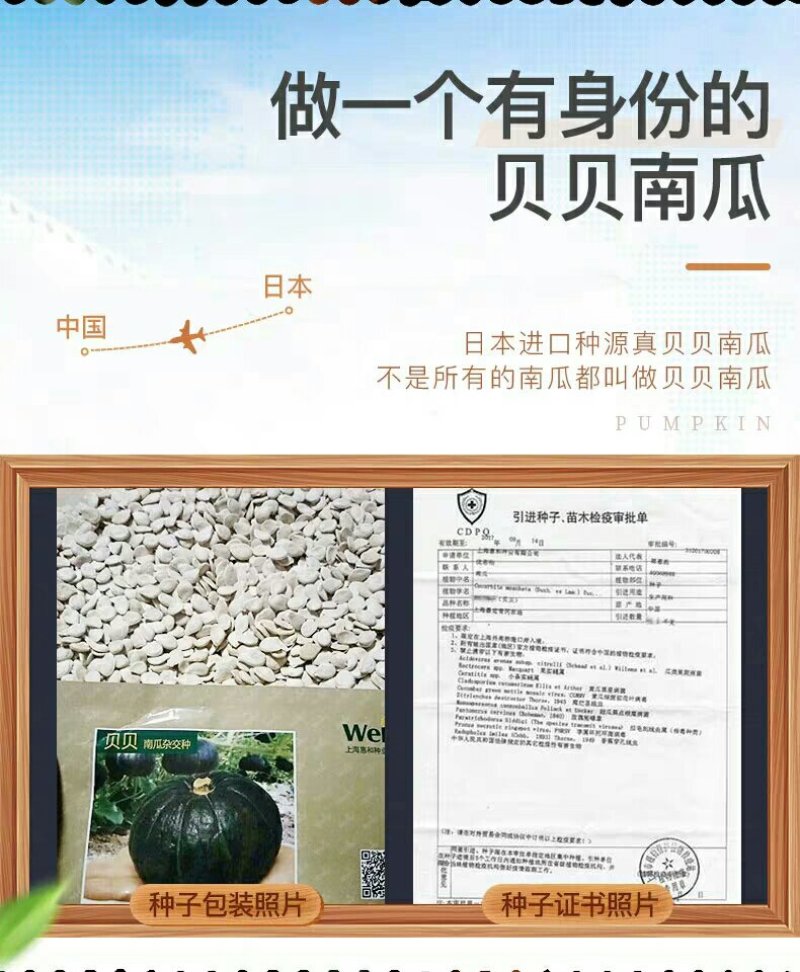 惠和国产贝贝南瓜一件代发礼盒包装国产贝贝南瓜包粉