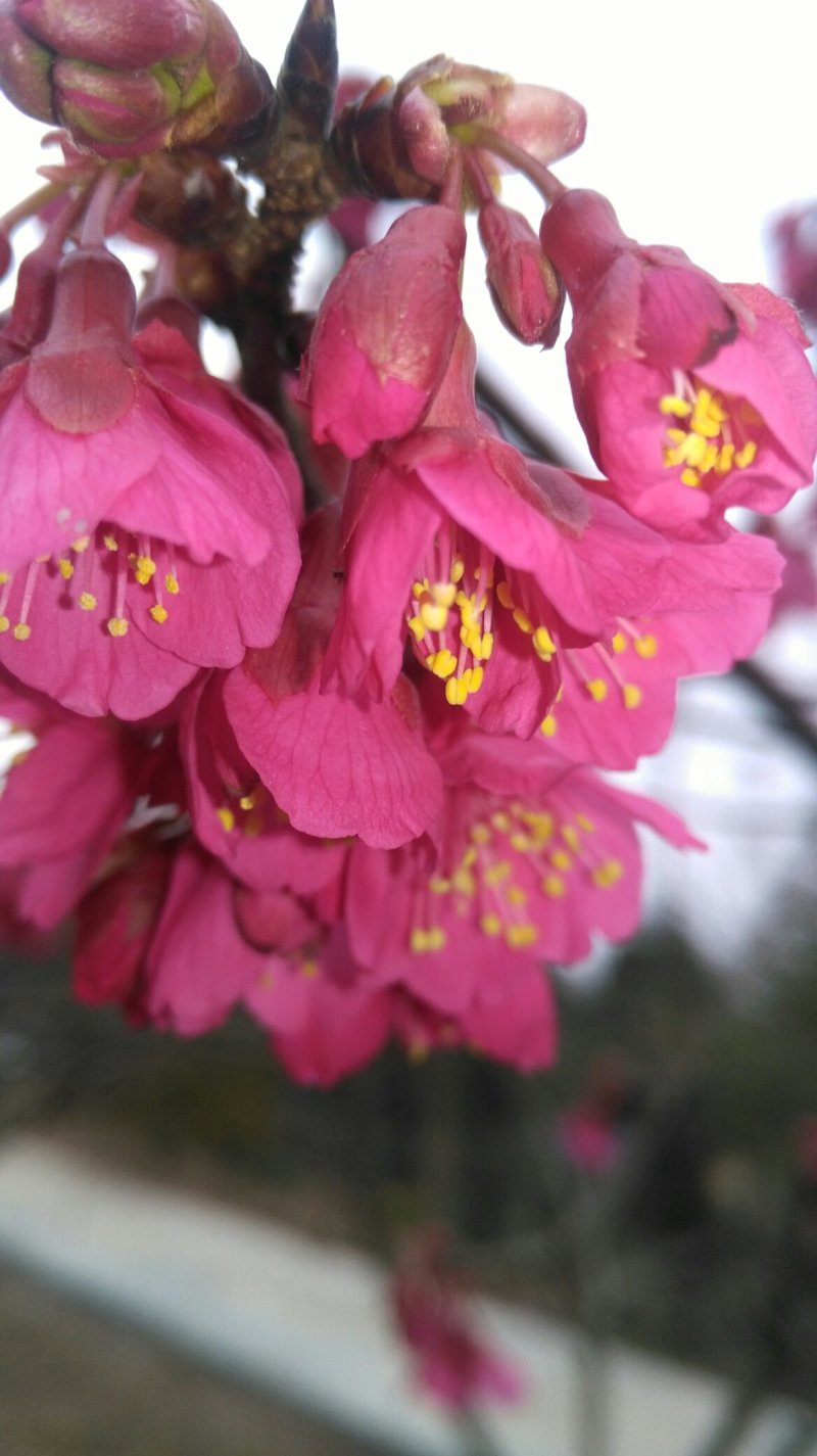 福建山樱花