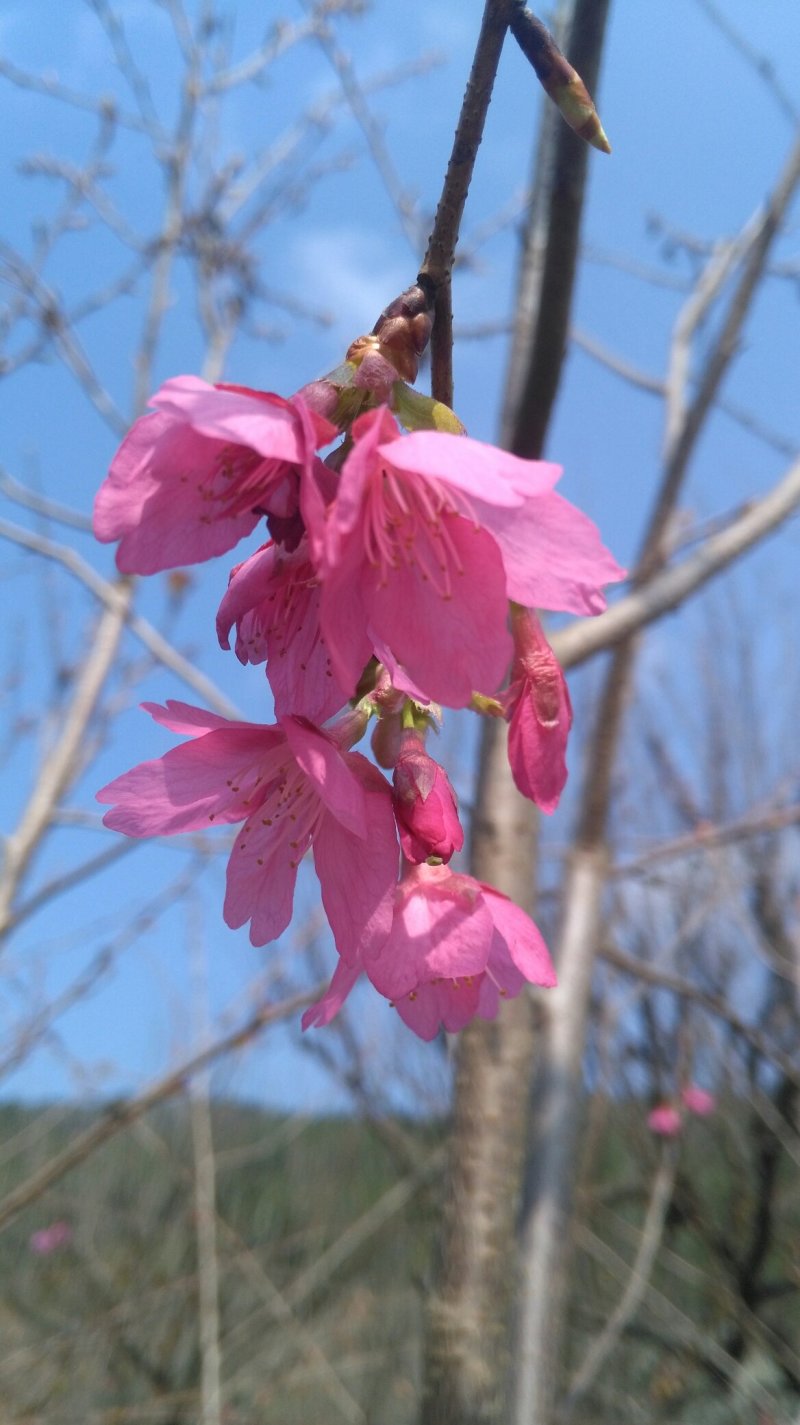 福建山樱花