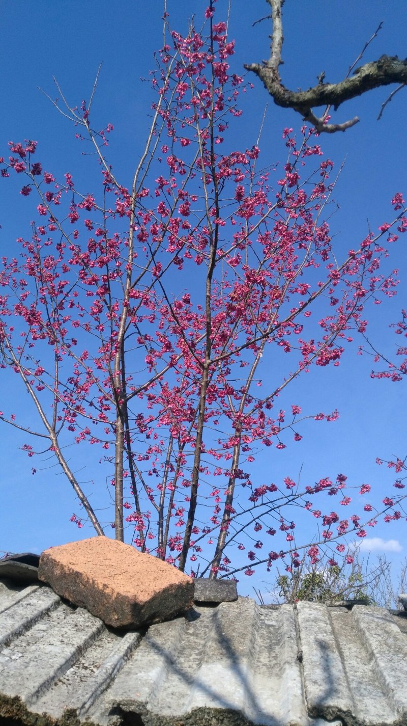 福建山樱花