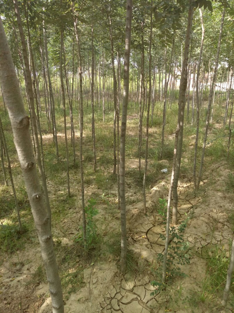 出售榆树