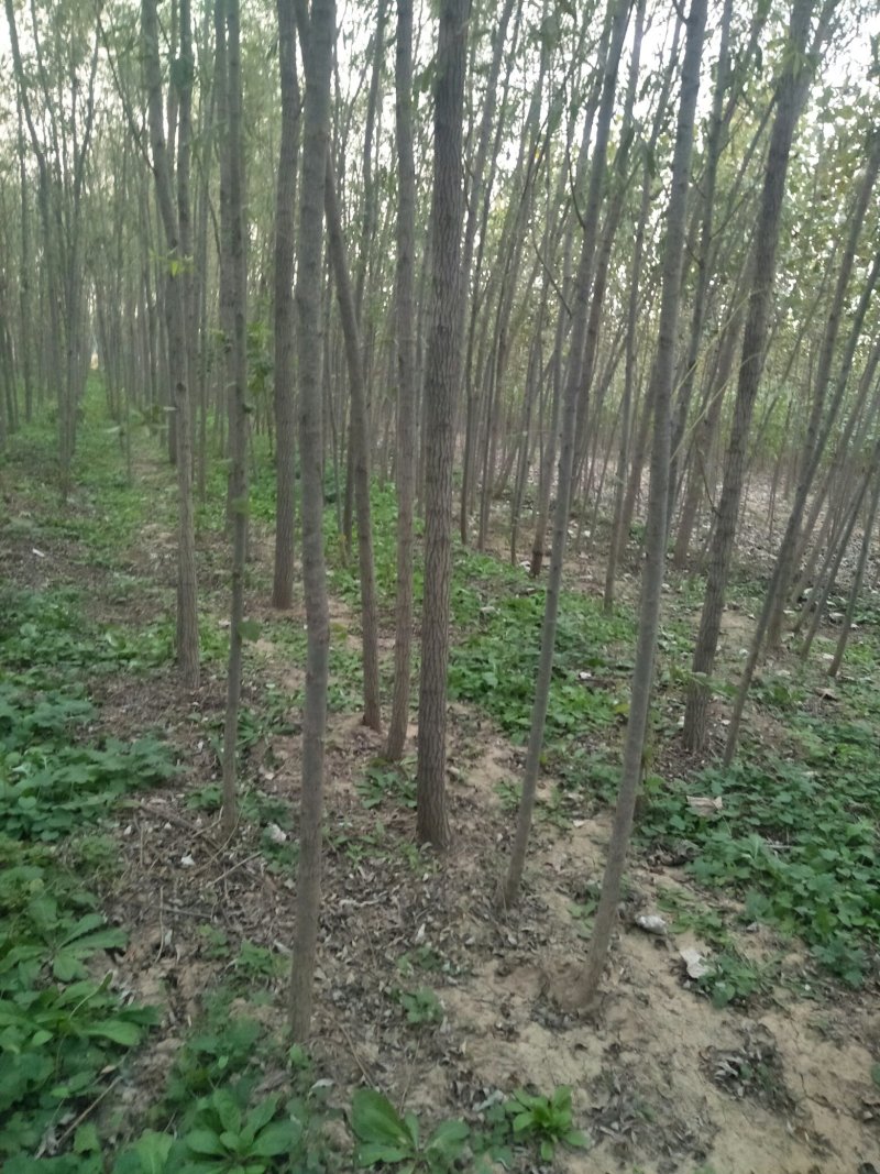 榆树，基地2000亩速生白榆树苗，批发零售，量大优惠