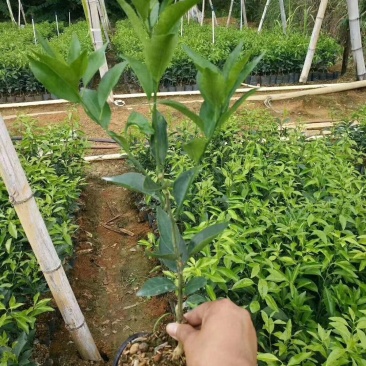 沃柑苗各种齐全需要联系