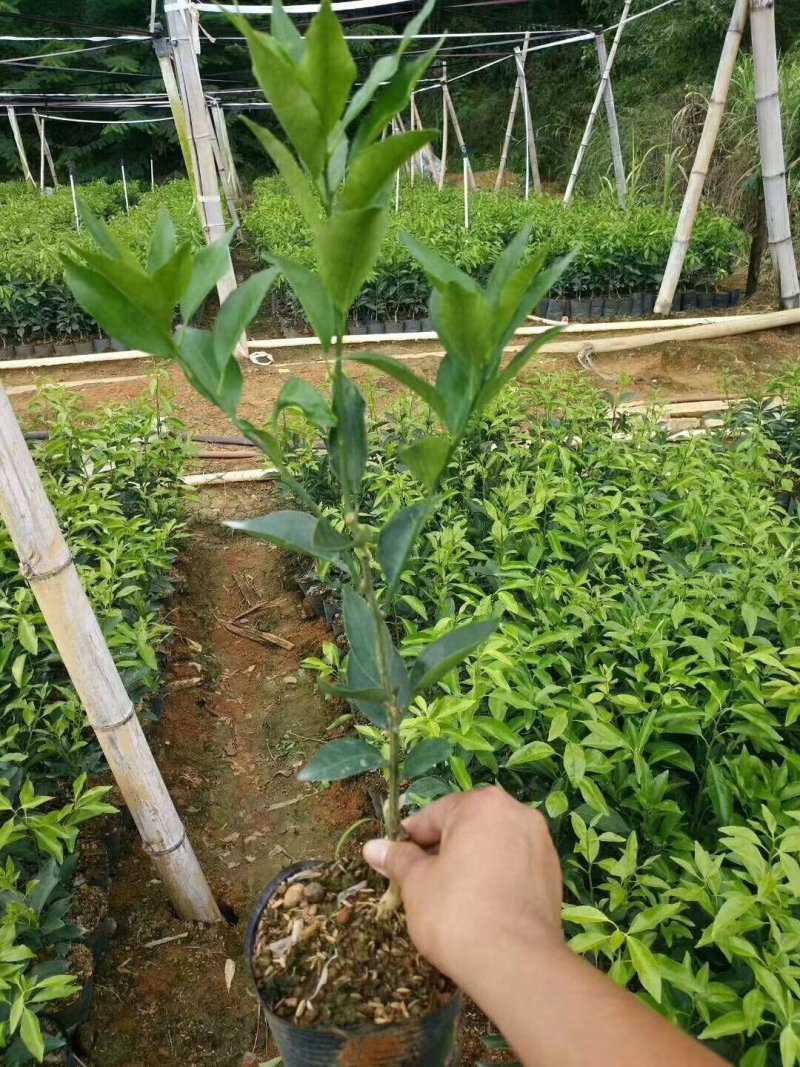 沃柑苗各种齐全需要联系