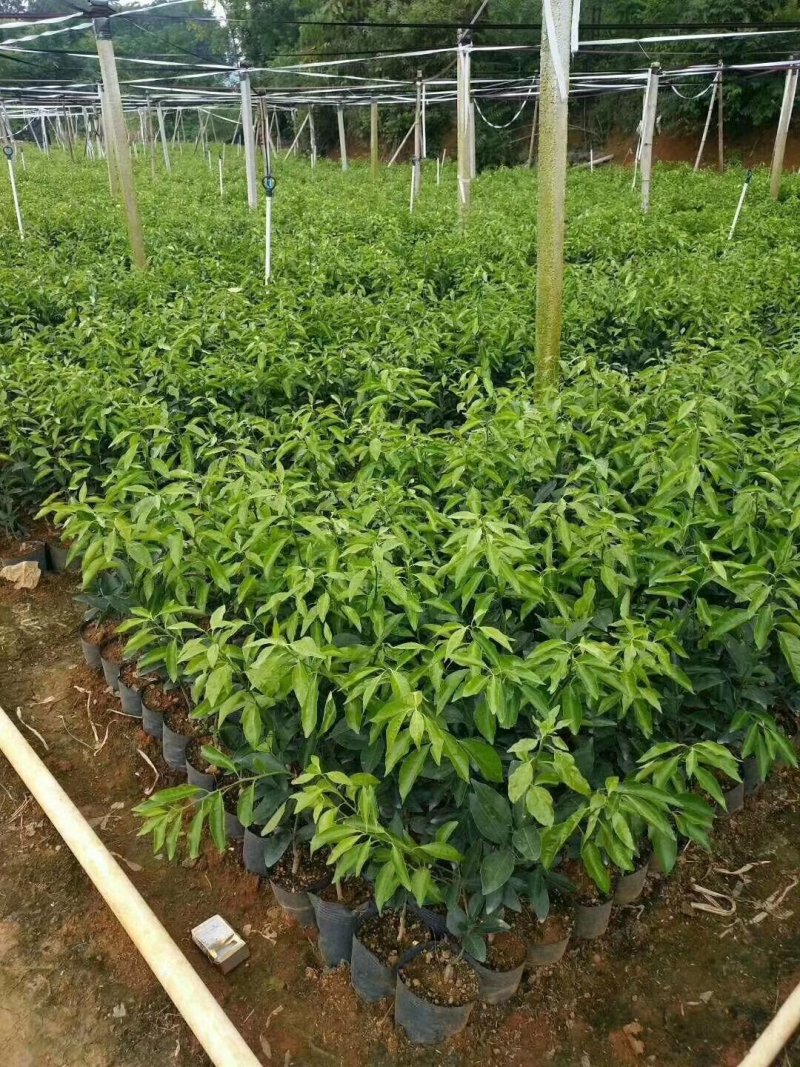 沃柑苗各种齐全需要联系