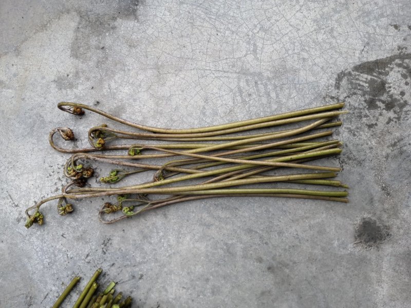 龙爪菜，蕨菜