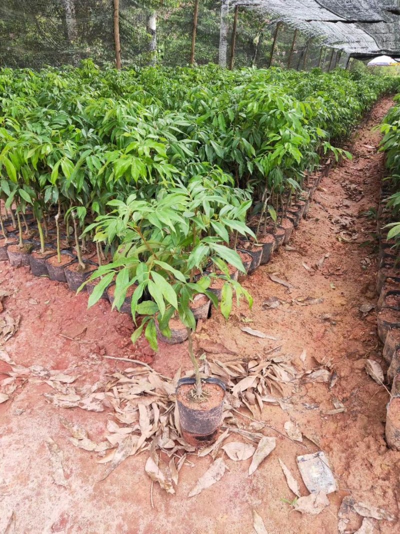 妃子笑荔枝苗各种品种树苗