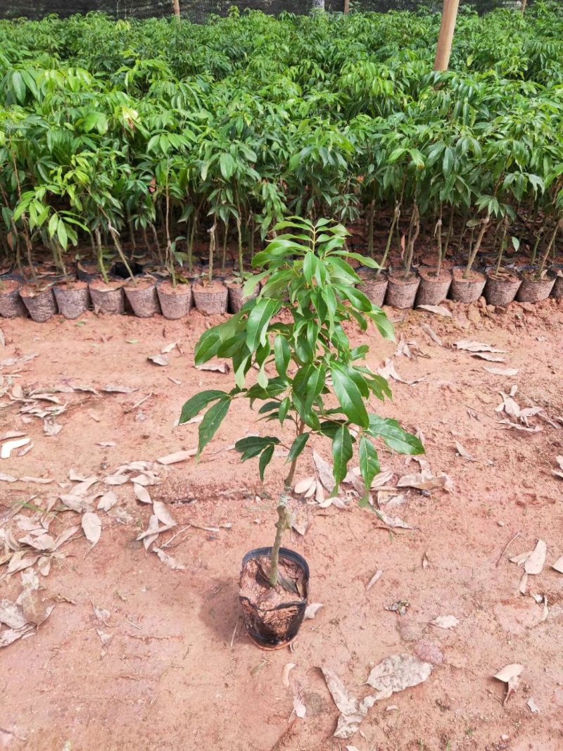 妃子笑荔枝苗各种品种树苗
