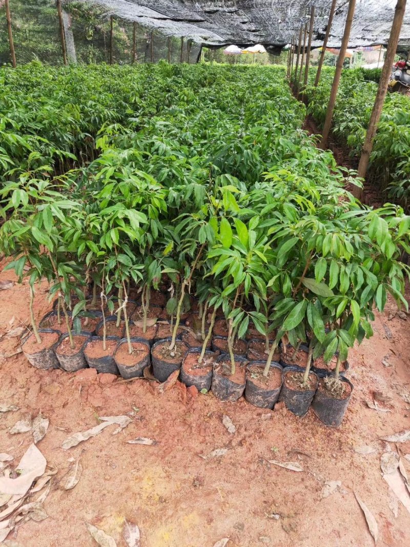妃子笑荔枝苗各种品种树苗