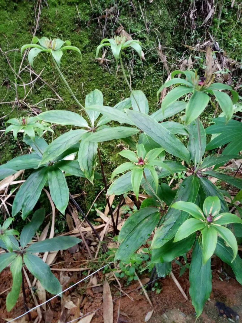 重楼苗