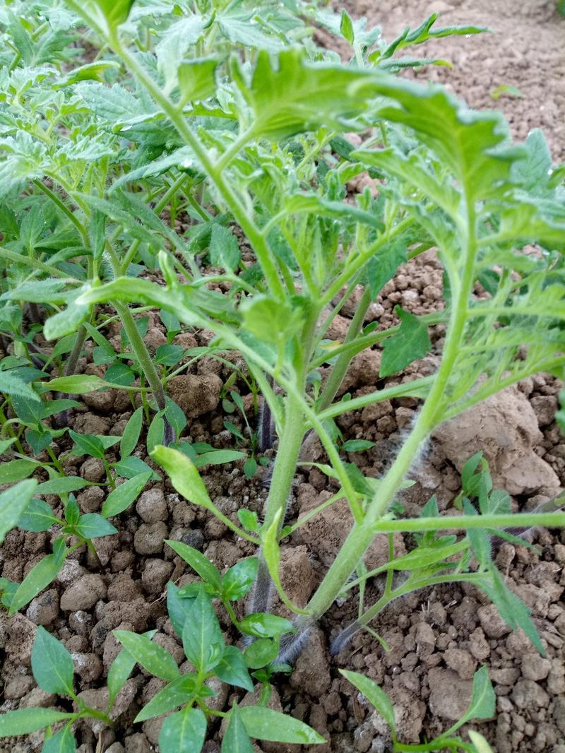 硬粉，西红柿苗五叶一心包成活保证质量抗病毒品种
