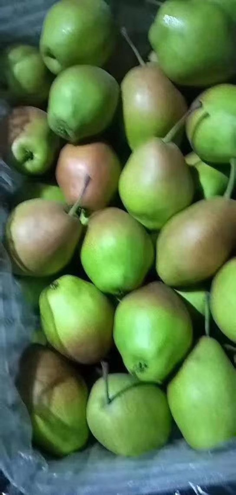 酥梨汁多，红香梨，长把梨，
