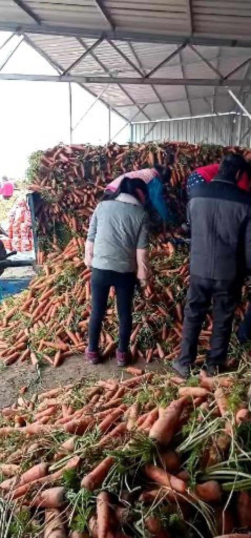 胡萝卜韩国七寸红三红胡萝卜开封红萝卜河南红萝卜