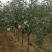 绥中县树苗苹果树苗梨树苗占地树大量供应