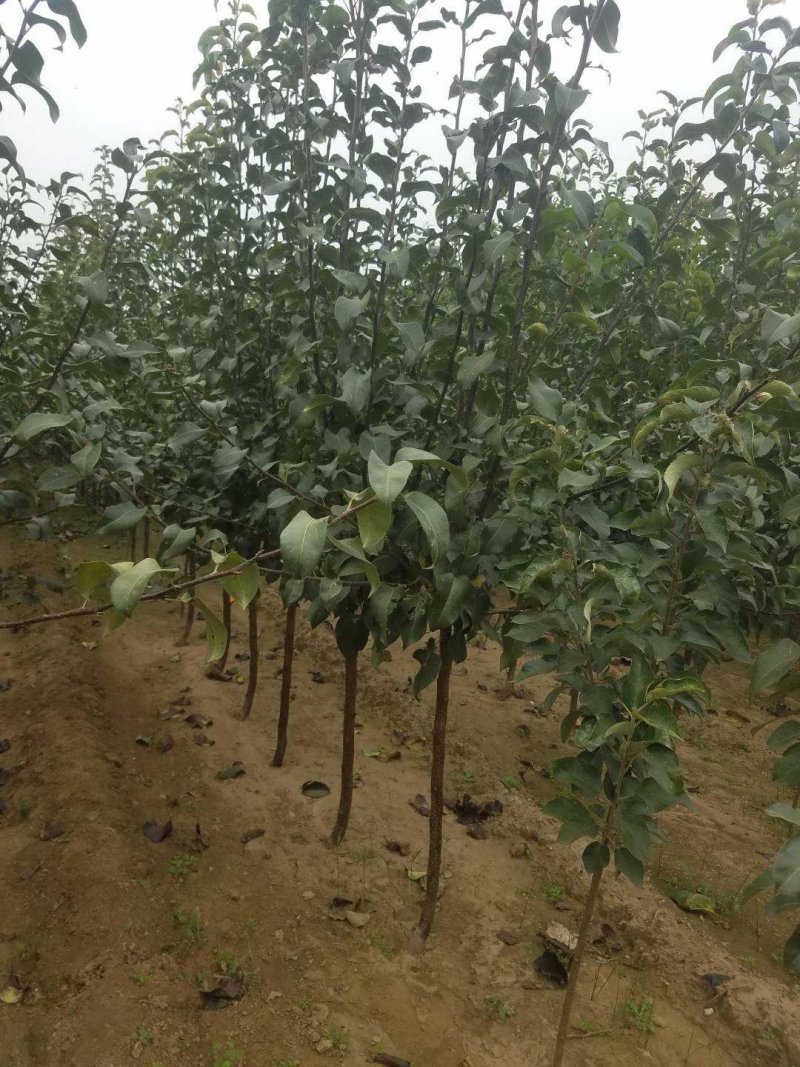 绥中县树苗苹果树苗梨树苗占地树大量供应