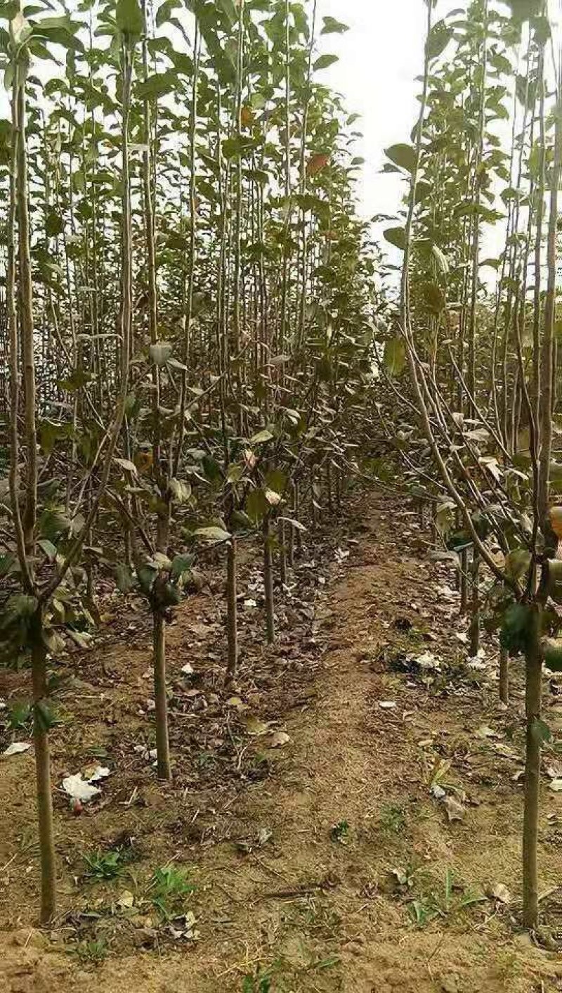 绥中县树苗苹果树苗梨树苗占地树大量供应