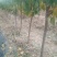 绥中县树苗苹果树苗梨树苗占地树大量供应