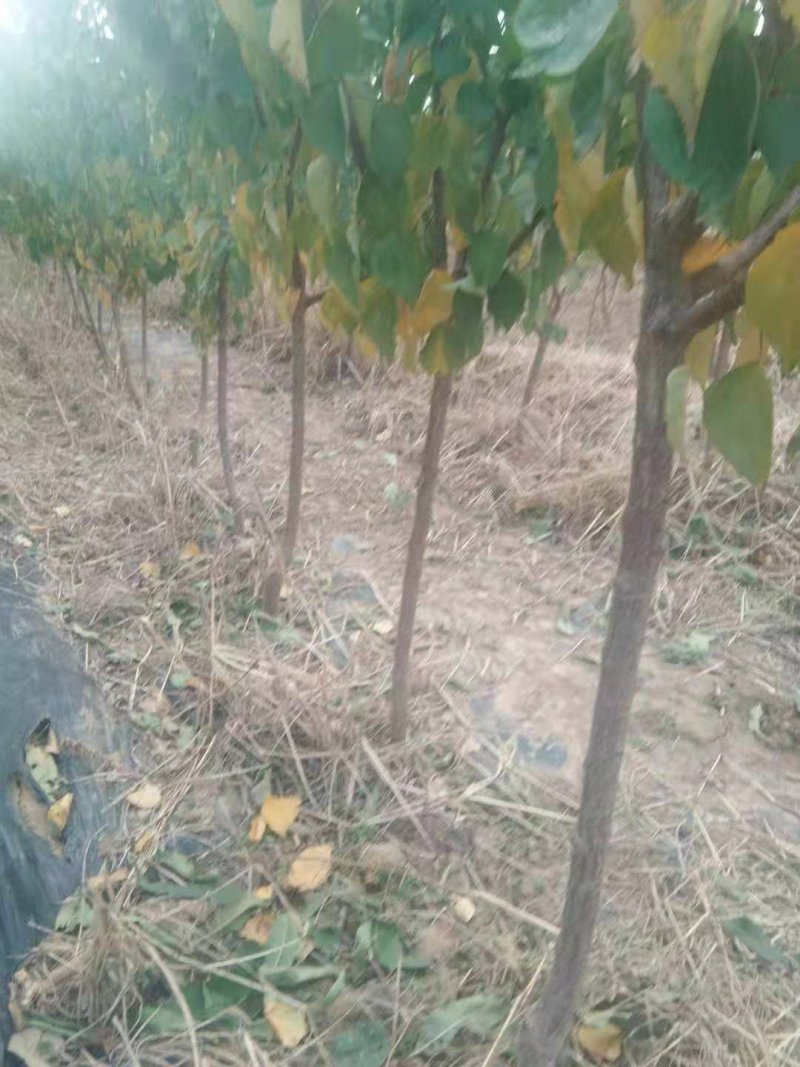 绥中县树苗苹果树苗梨树苗占地树大量供应