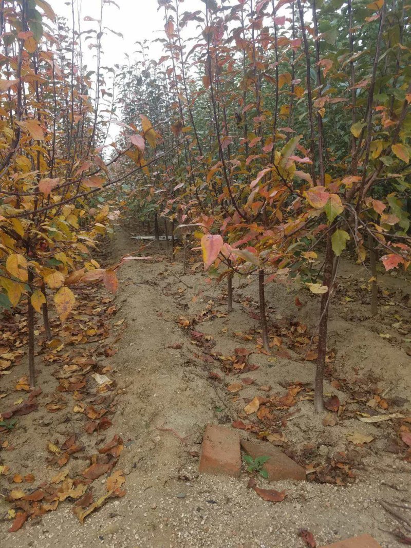 绥中县树苗苹果树苗梨树苗占地树大量供应