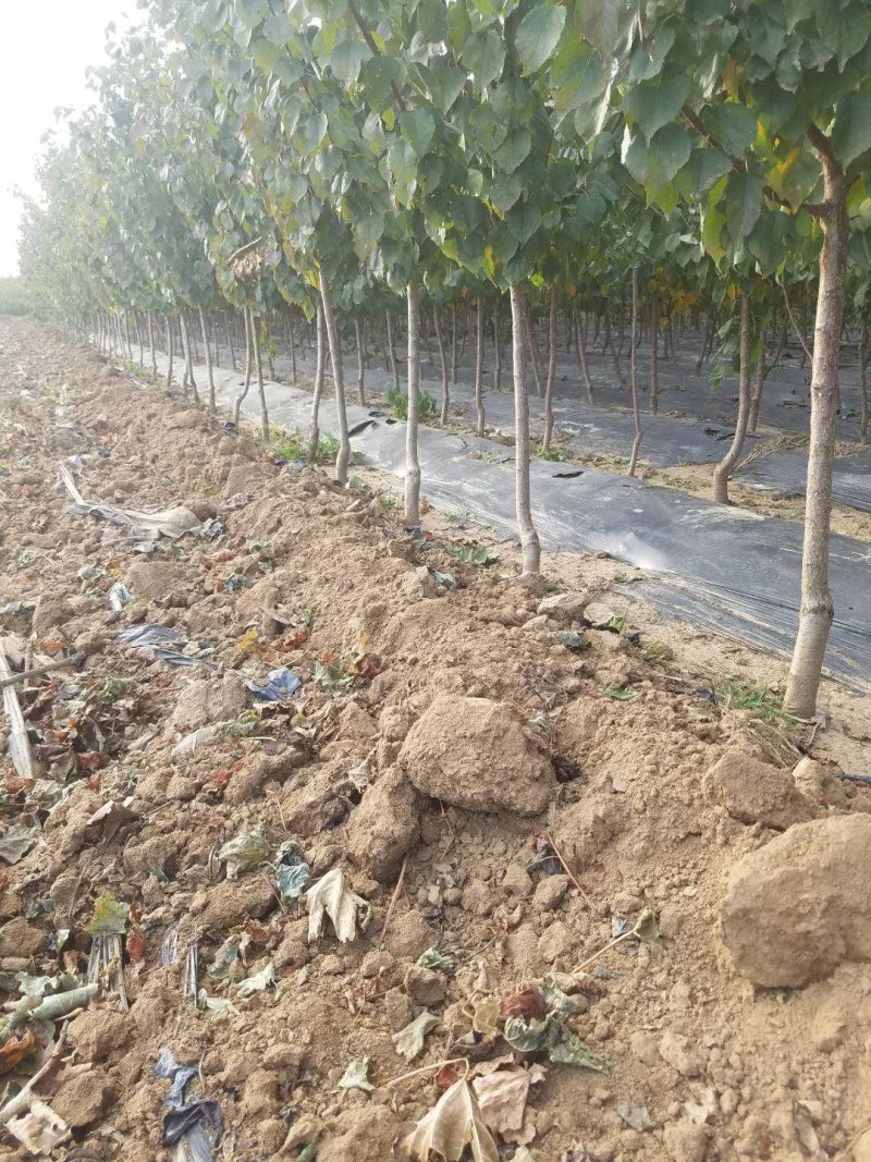 绥中县树苗苹果树苗梨树苗占地树大量供应