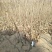 绥中县树苗苹果树苗梨树苗占地树大量供应