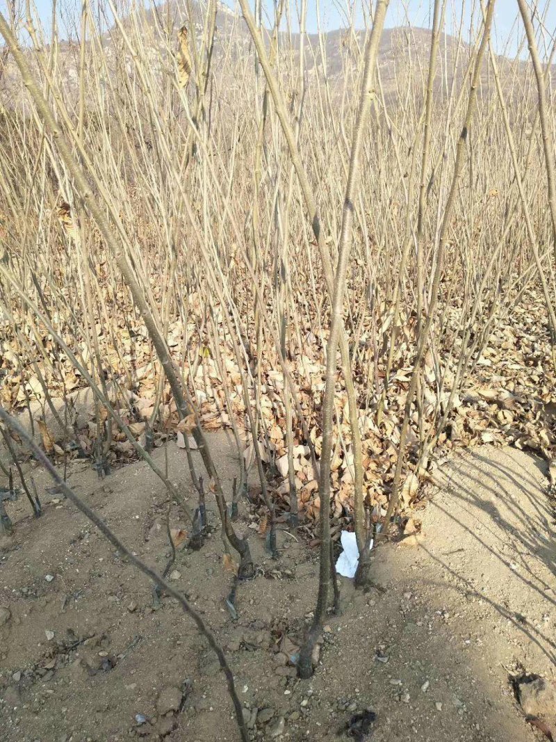 绥中县树苗苹果树苗梨树苗占地树大量供应