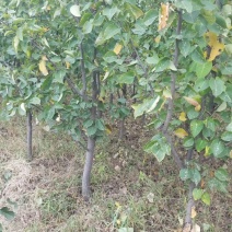 绥中县树苗苹果树苗梨树苗占地树大量供应