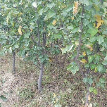 绥中县树苗苹果树苗梨树苗占地树大量供应