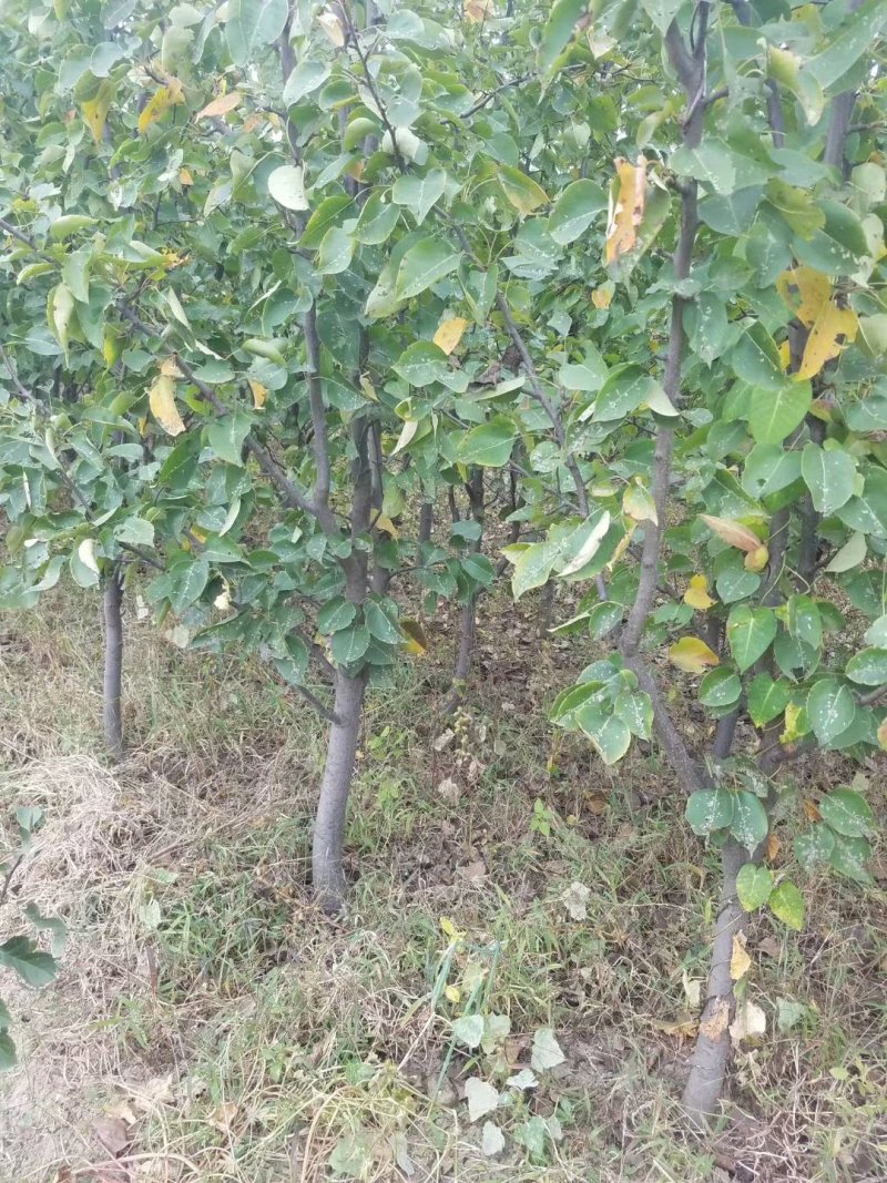 绥中县树苗苹果树苗梨树苗占地树大量供应