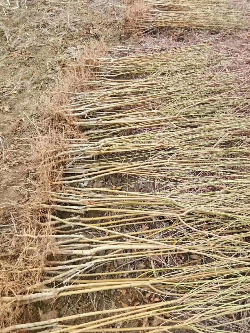 绥中县树苗苹果树苗梨树苗占地树大量供应