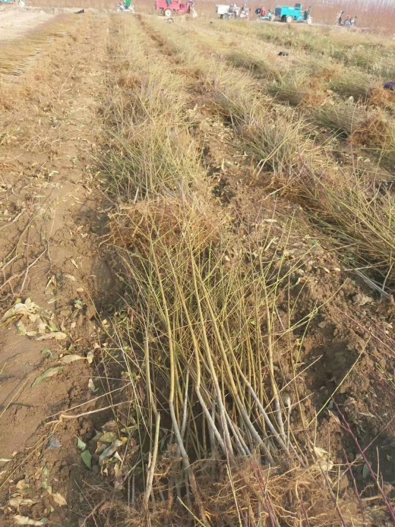 绥中县树苗苹果树苗梨树苗占地树大量供应