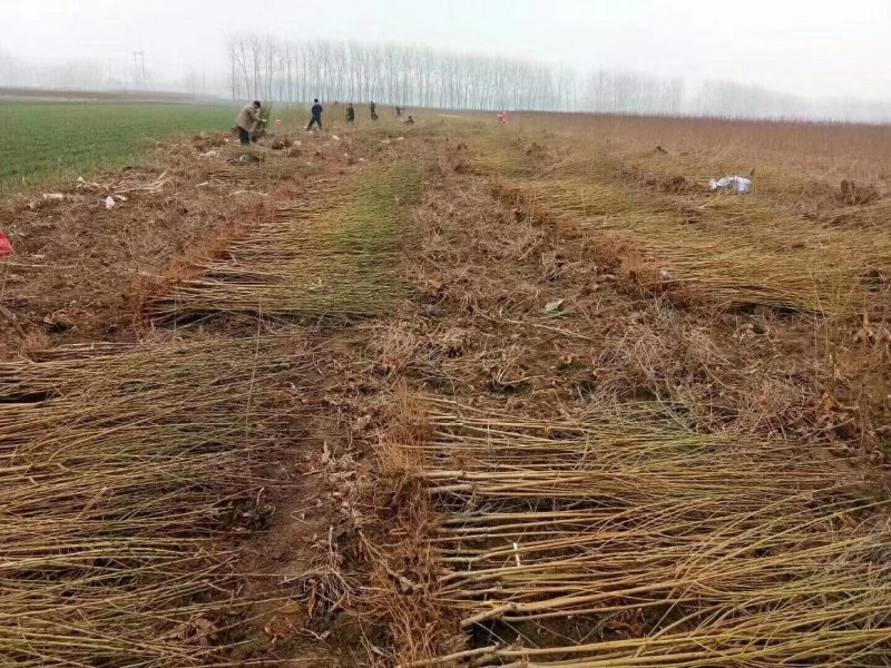 绥中县树苗苹果树苗梨树苗占地树大量供应