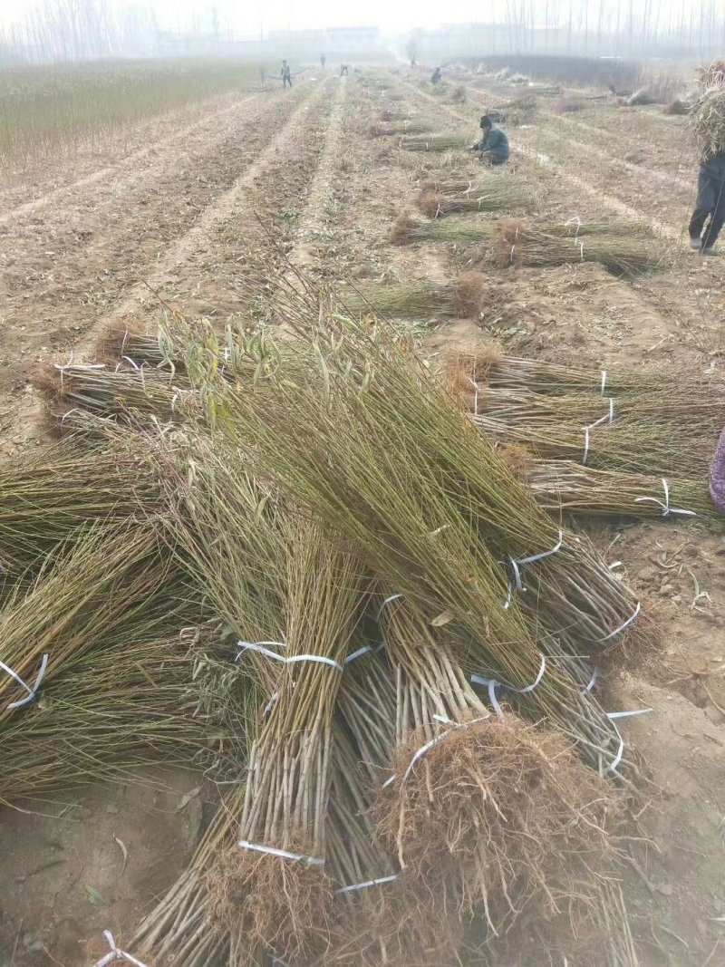 绥中县树苗苹果树苗梨树苗占地树大量供应