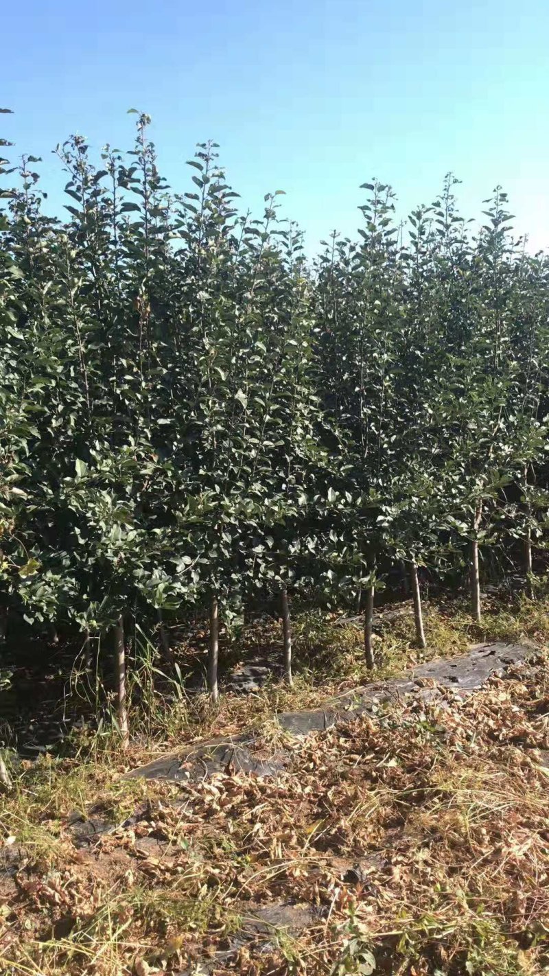 绥中县树苗苹果树苗梨树苗占地树大量供应