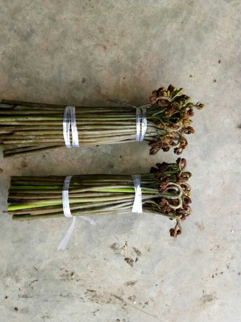 四川高山野菜，蕨菜，大量上市了，
