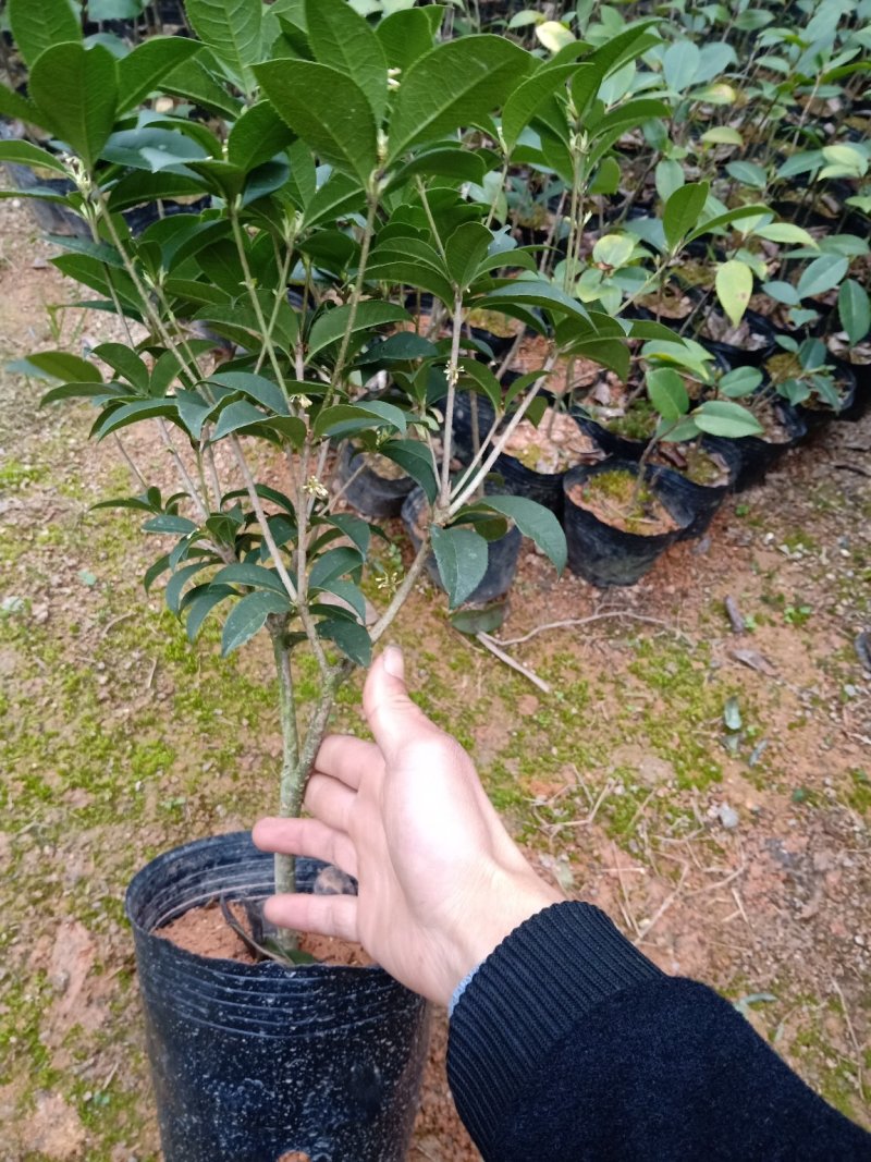 产地直销批发精品四季桂花球