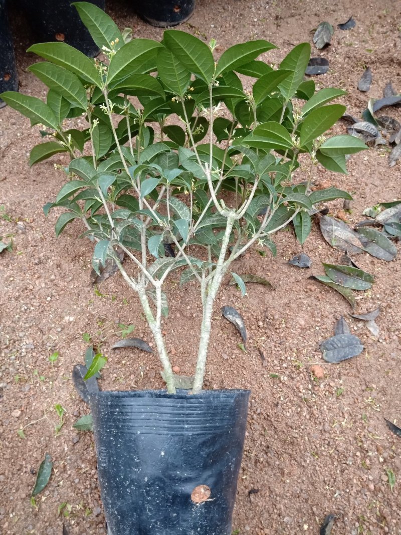 产地直销批发精品四季桂花球