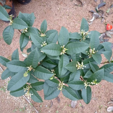 产地直销批发精品四季桂花球