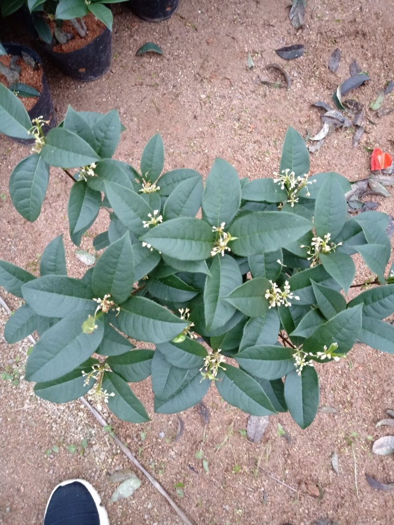 产地直销批发精品四季桂花球