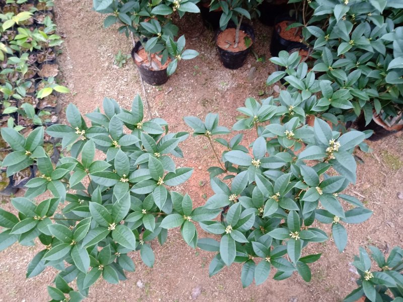 产地直销批发精品四季桂花球