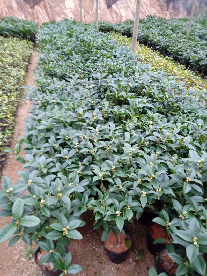 产地直销批发精品四季桂花球