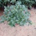 产地直销批发精品四季桂花球