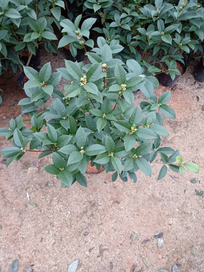 产地直销批发精品四季桂花球