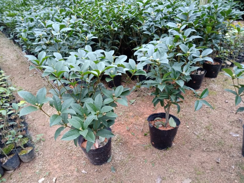 产地直销批发精品四季桂花球