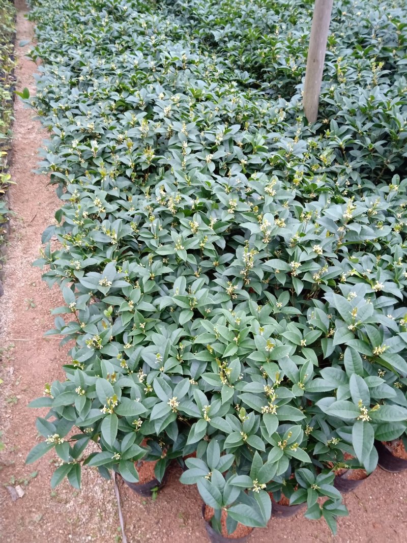 产地直销批发精品四季桂花球