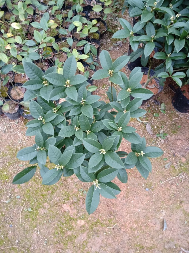 产地直销批发精品四季桂花球