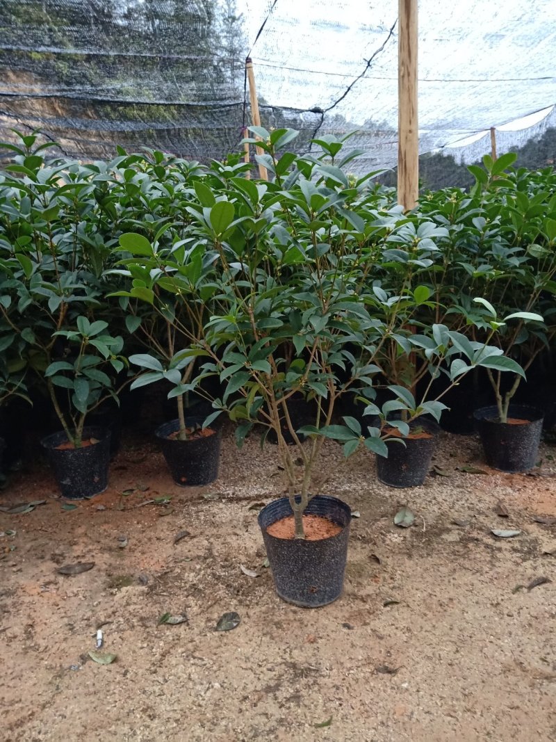 产地直销批发精品四季桂花球